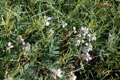 Galega