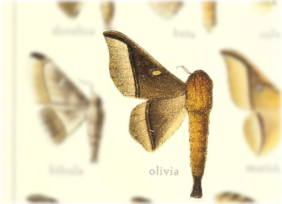 Roelofa olivia