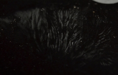 Arrhenia acerosa
