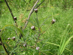 Lippia stoechadifolia