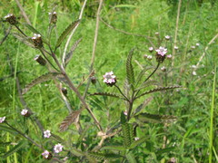 Lippia stoechadifolia