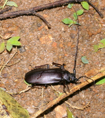 Hoplideres spinipennis