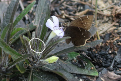 Ruellia ciliosa