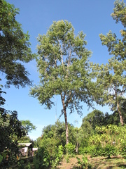 Rehdera penninervia