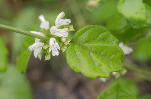 Dhofari thumba (Leucas dhofarensis)