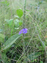 Stachytarpheta angustifolia