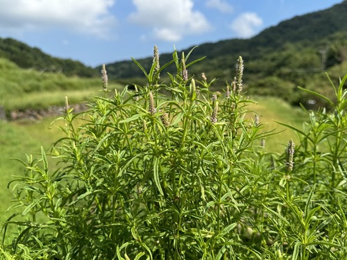 Pogostemon stellatus iNat (1)