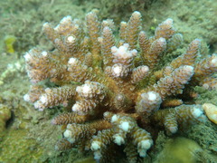 Acropora bifaria