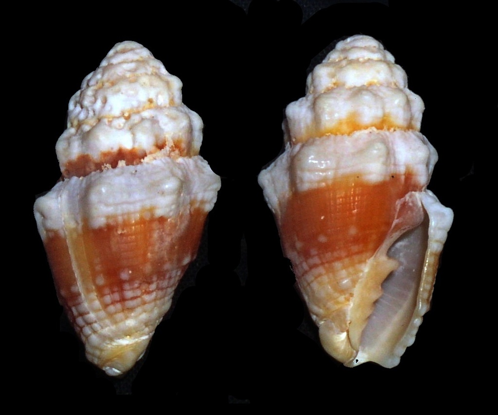 Orphanopusia patriarchalis