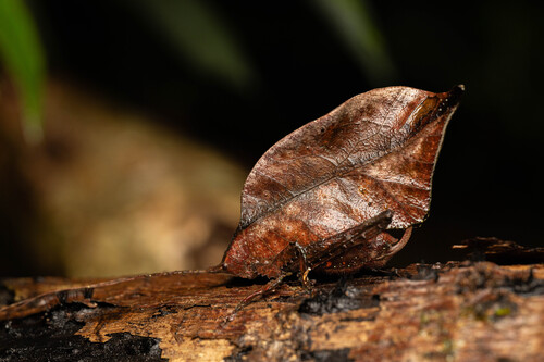Typophyllum erosifolium