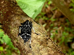 Tophoderes frenatus