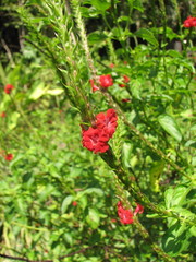 Stachytarpheta miniacea