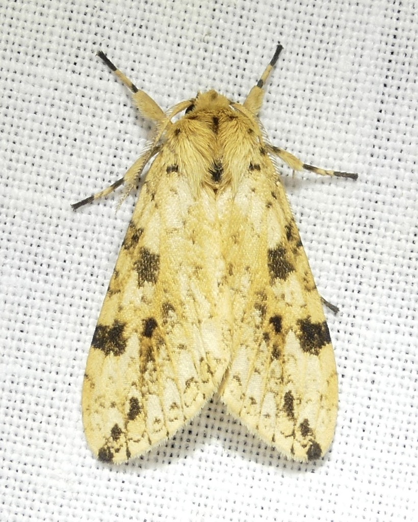 Leucanopsis setosa