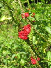 Stachytarpheta miniacea