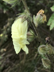 Hibiscus diversifolius
