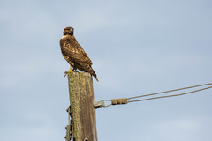 Buteo lineatus