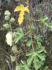 Hibiscus diversifolius