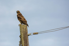 Buteo lineatus