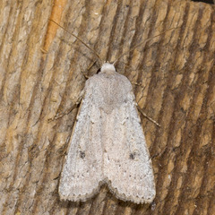 Agrotis vetusta