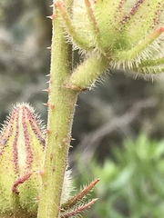 Hibiscus diversifolius