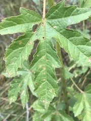 Hibiscus diversifolius