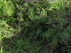 Lichtensteinia obscura