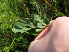 Lichtensteinia obscura