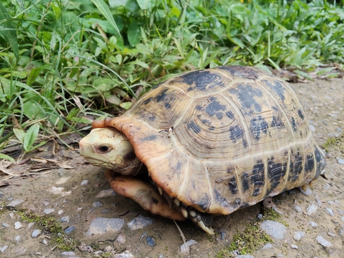 Elongated Tortoise