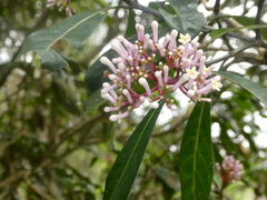 Chassalia acutiflora