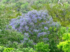 Vitex gaumeri