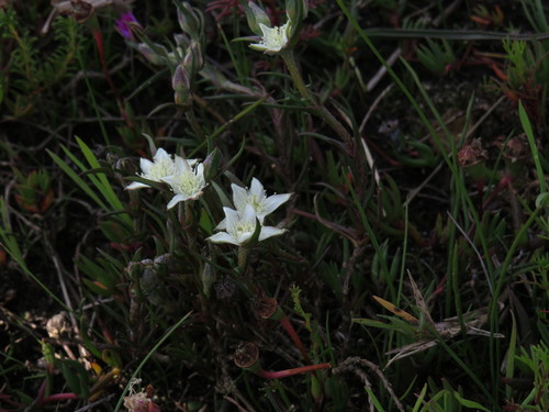 Image of Aizoon sarmentosum by (c) Jeremy Gilmore, some rights reserved (CC BY)
