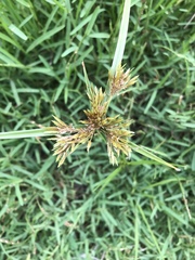 Cyperus polystachyos polystachyos