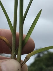 Cyperus polystachyos polystachyos