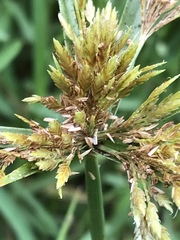 Cyperus polystachyos polystachyos
