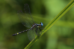 Neodythemis