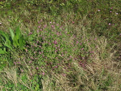 Fumaria muralis muralis