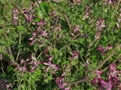 Fumaria muralis muralis