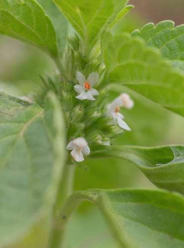 Leucas urticifolia (Leucas urticifolia)
