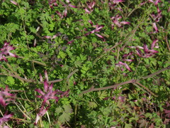 Fumaria muralis muralis