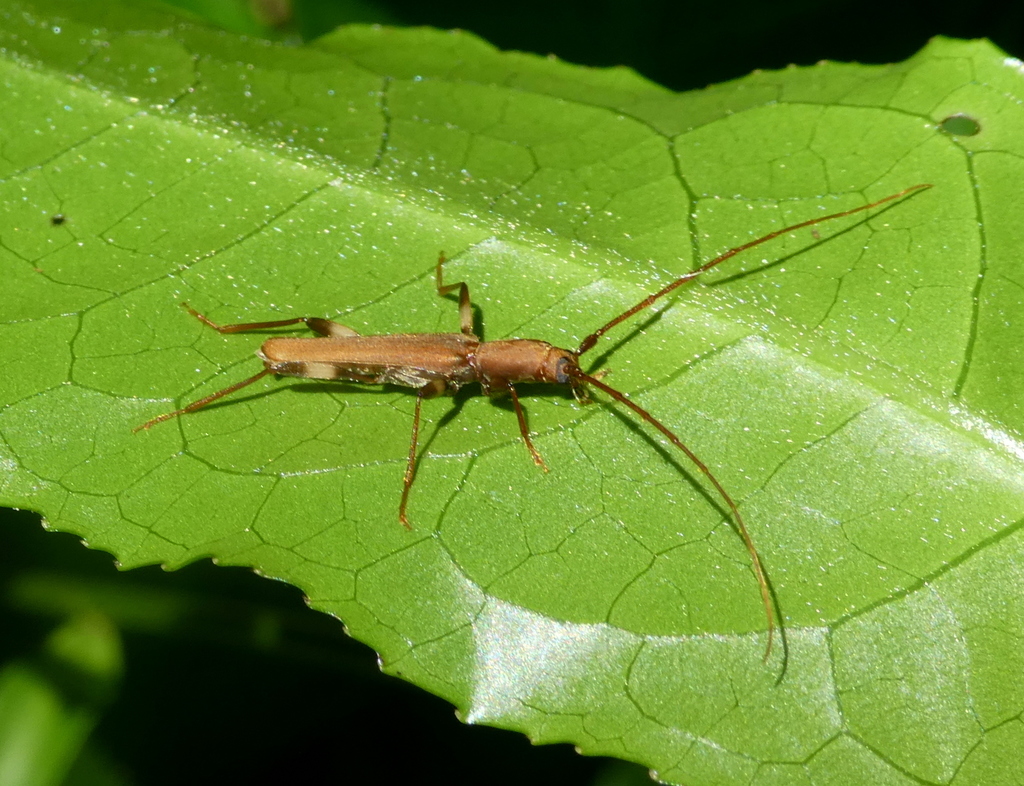 Linopteridius annulipes