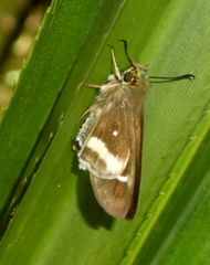Coeliadinae