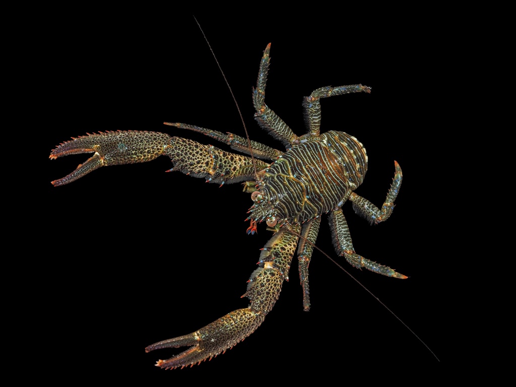 Photo of Black squat lobster (Galathea squamifera)