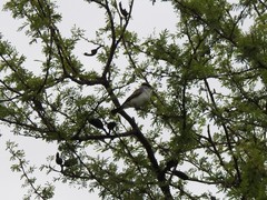 Xenopsaris albinucha