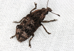Taburnus neglectus