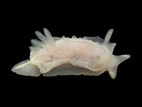 Angular Seaslug