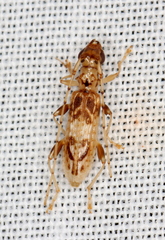 Escalonia loxleyae