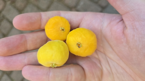 Eugenia pyriformis (Eugenia pyriformis)