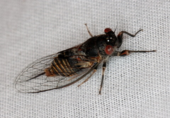 Popplepsalta notialis