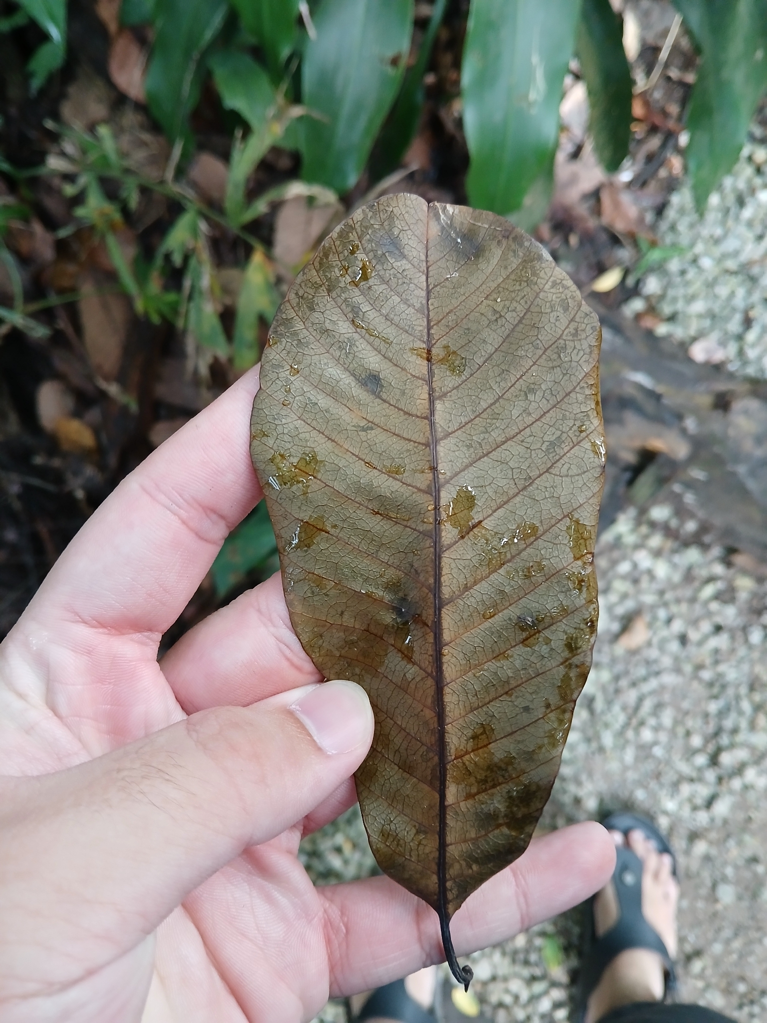 Imagem de Jelutong