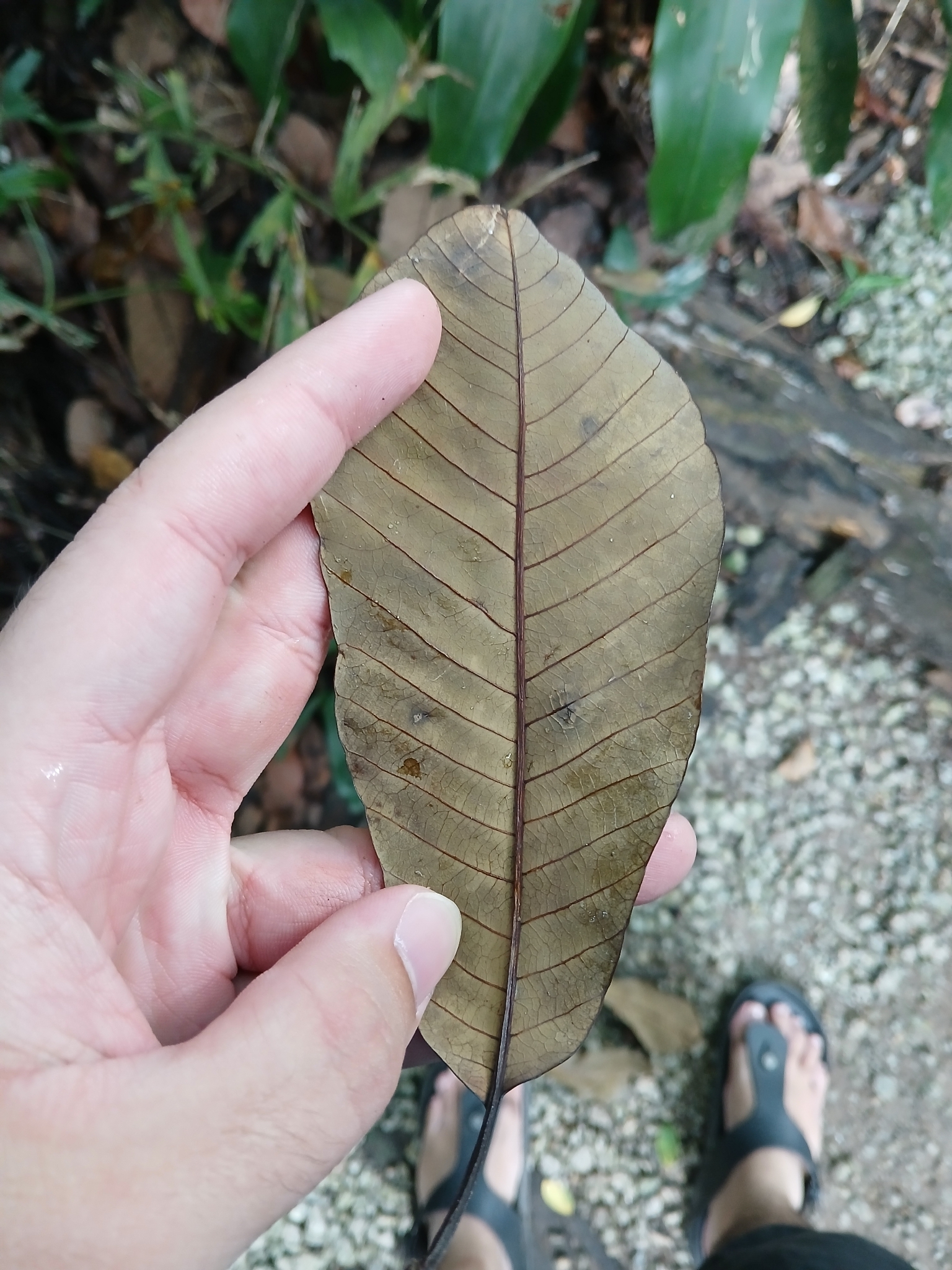 Imagem de Jelutong